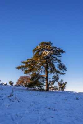 2022-12-FCa-0015-Eifel-Schnee-Landschaft