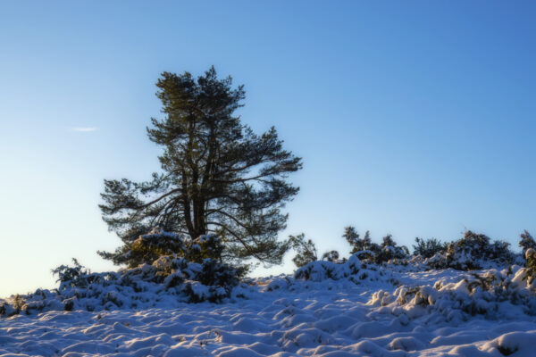 2022-12-FCa-0022-Eifel-Schnee-Landschaft