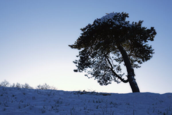 2022-12-FCa-0025-Eifel-Schnee-Landschaft