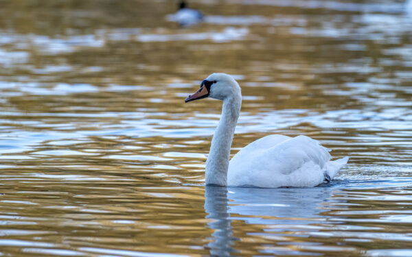 2022-12-FCa-0026-Hoeckerschwan