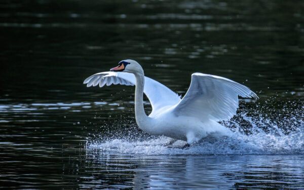 2022-12-FCa-0027-Hoeckerschwan