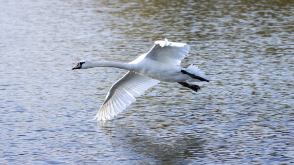 2022-12-FCa-0029-Hoeckerschwan