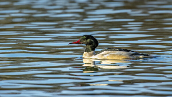 2022-12-FCa-0031-Gaensesaeger-maennlich