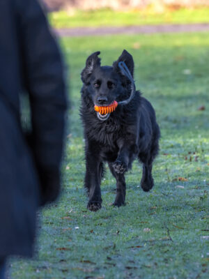 2022-12-FCa-0032-Hund-Mischling