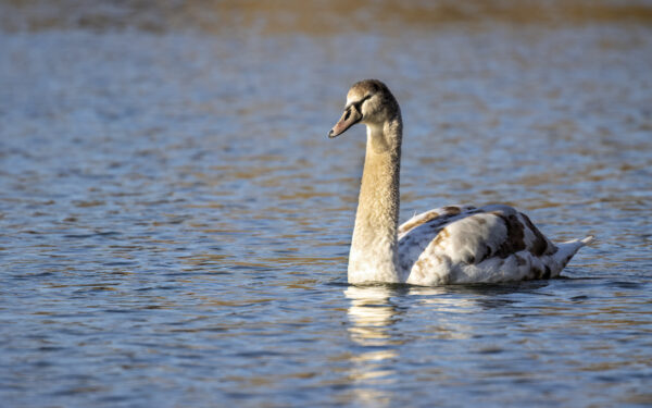 2022-12-FCa-0033-Hoeckerschwan-Jungtier