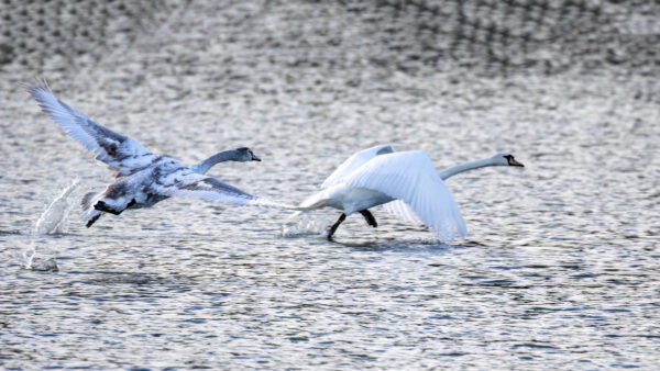 2022-12-FCa-0034-Hoeckerschwan-Jungtier-Alttier