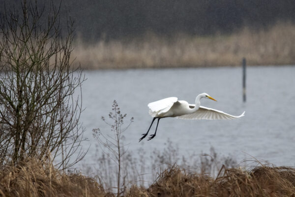 2022-12-FCa-0040-Silberreiher