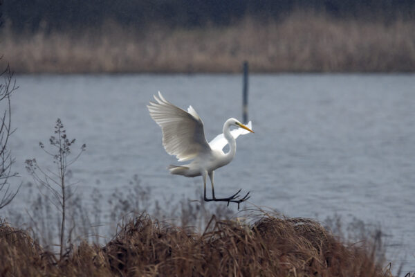 2022-12-FCa-0041-Silberreiher