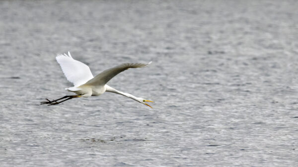 2022-12-FCa-0042-Silberreiher