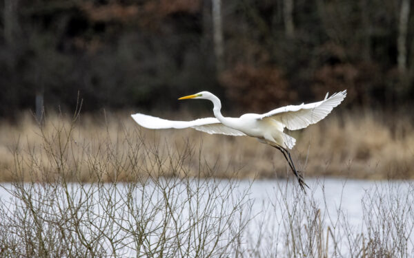 2022-12-FCa-0043-Silberreiher
