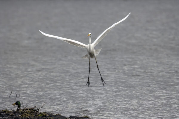 2022-12-FCa-0044-Silberreiher