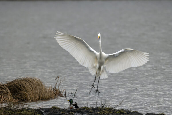 2022-12-FCa-0045-Silberreiher
