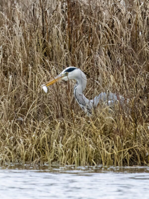 2022-12-FCa-0046-Graureiher-mit-Fisch