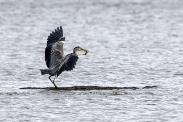 2022-12-FCa-0047-Graureiher-mit-Fisch 2022-12-FCa-0047-Graureiher-mit-Fisch
