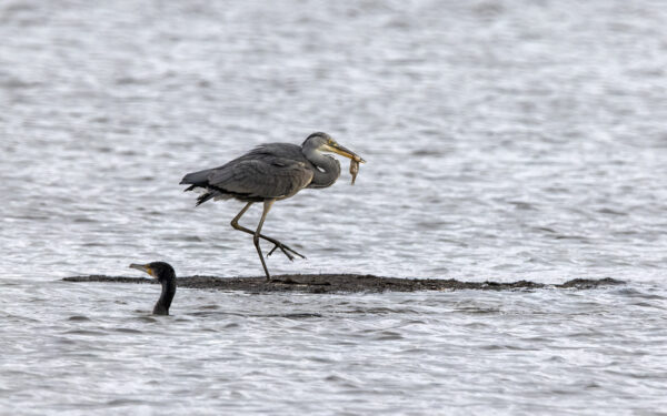 2022-12-FCa-0048-Graureiher-mit-Fisch