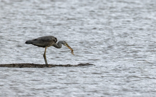2022-12-FCa-0049-Graureiher-mit-Fisch