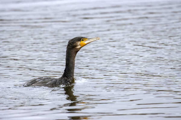 2022-12-FCa-0050-Kormoran