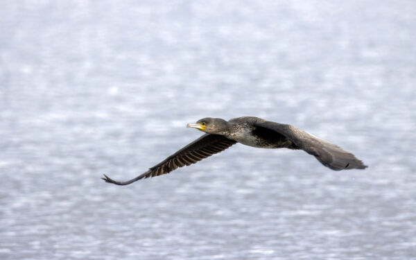 2022-12-FCa-0051-Kormoran