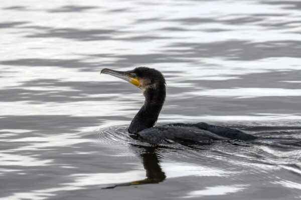 2022-12-FCa-0052-Kormoran 2022-12-FCa-0052-Kormoran