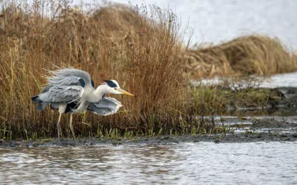 2022-12-FCa-0053-Graureiher