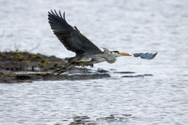 2022-12-FCa-0054-Graureiher