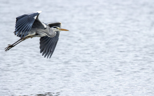 2022-12-FCa-0055-Graureiher