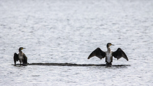 2022-12-FCa-0057-Kormorane