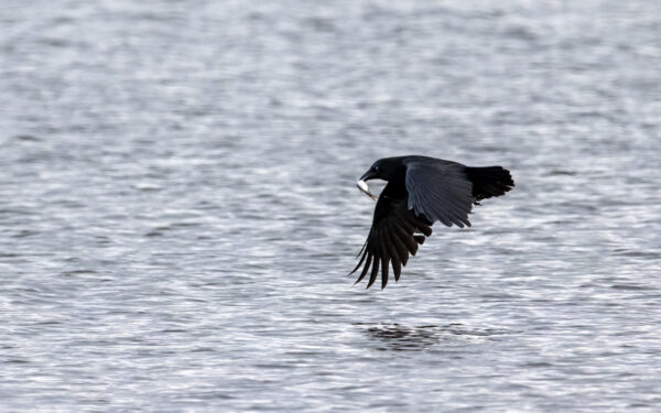 2022-12-FCa-0058-Rabenkraehe-mit-Fisch