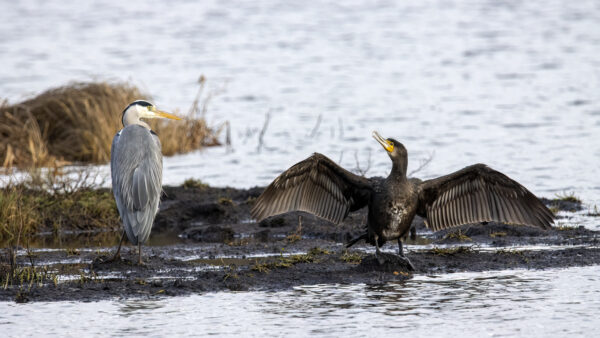 2022-12-FCa-0059-Graureiher-und-Kormoran
