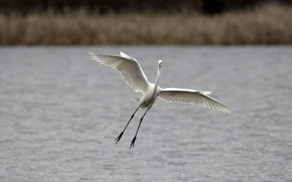 2022-12-FCa-0061-Silberreiher