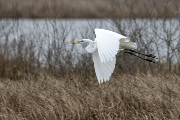 2022-12-FCa-0062-Silberreiher