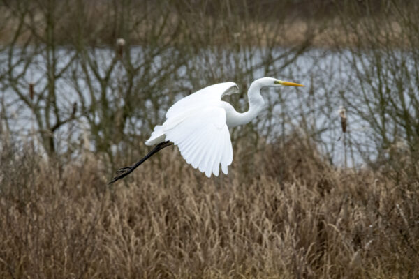 2022-12-FCa-0064-Silberreiher