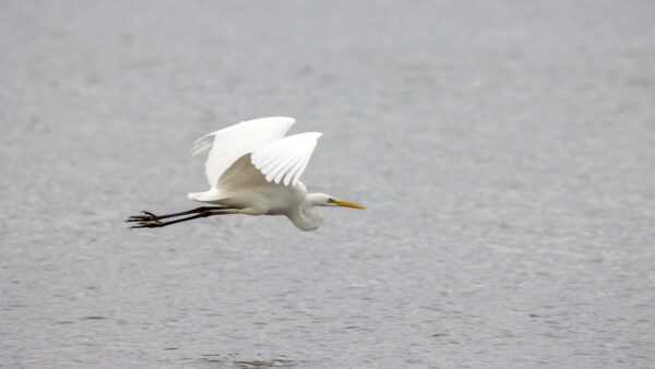 2022-12-FCa-0065-Silberreiher