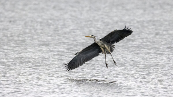 2022-12-FCa-0066-Graureiher