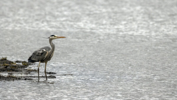 2022-12-FCa-0067-Graureiher