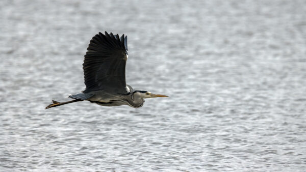 2022-12-FCa-0068-Graureiher