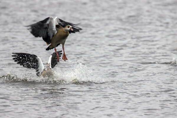 2022-12-FCa-0069-Nilgaense