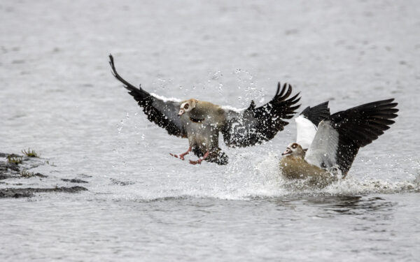 2022-12-FCa-0070-Nilgaense