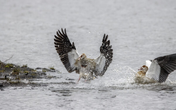 2022-12-FCa-0071-Nilgaense