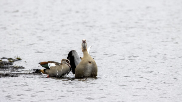 2022-12-FCa-0073-Nilgaense