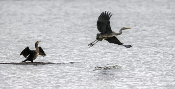 2022-12-FCa-0074-Kormoran-Graureiher