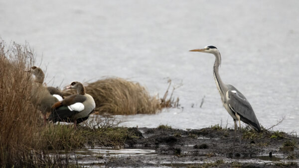 2022-12-FCa-0076-Nilgaense-Graureiher