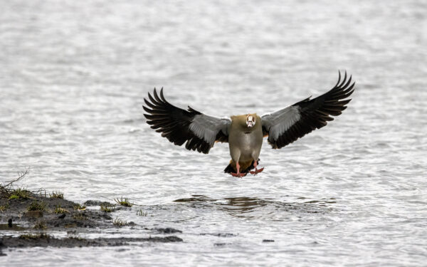 2022-12-FCa-0077-Nilgans