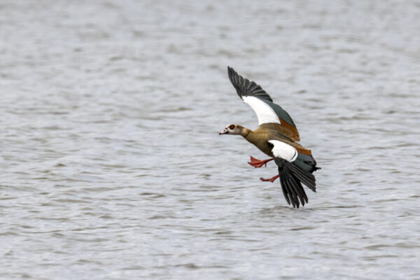 2022-12-FCa-0079-Nilgans