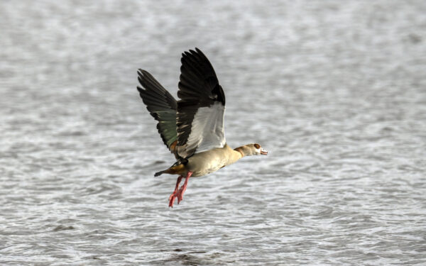 2022-12-FCa-0080-Nilgans
