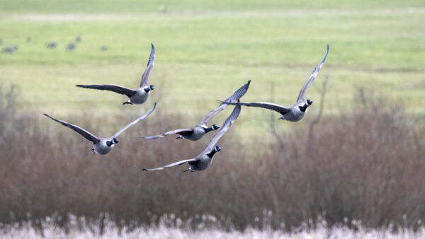 2022-12-FCa-0081-Kanadagaense