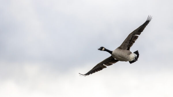 2022-12-FCa-0082-Kanadagans