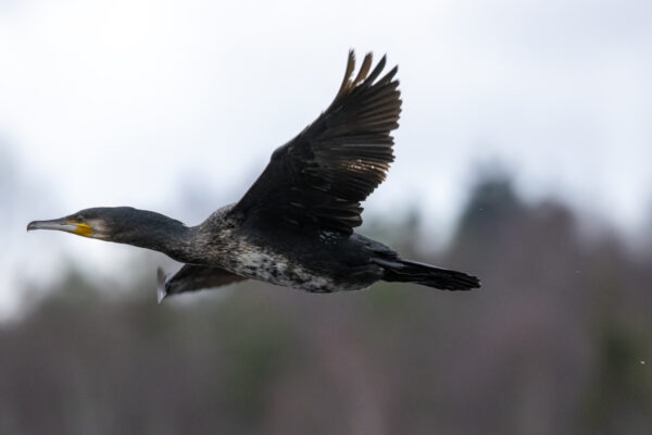 2022-12-FCa-0085-Kormoran