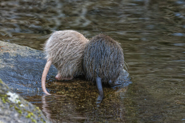 2023-01-FCa-0015-Nutria