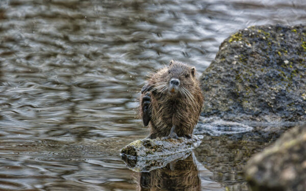 2023-01-FCa-0016-Nutria